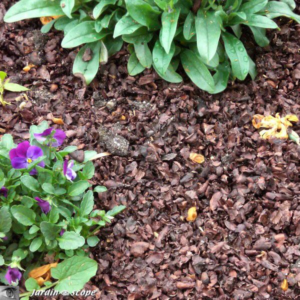 Paillage cosses de cacao