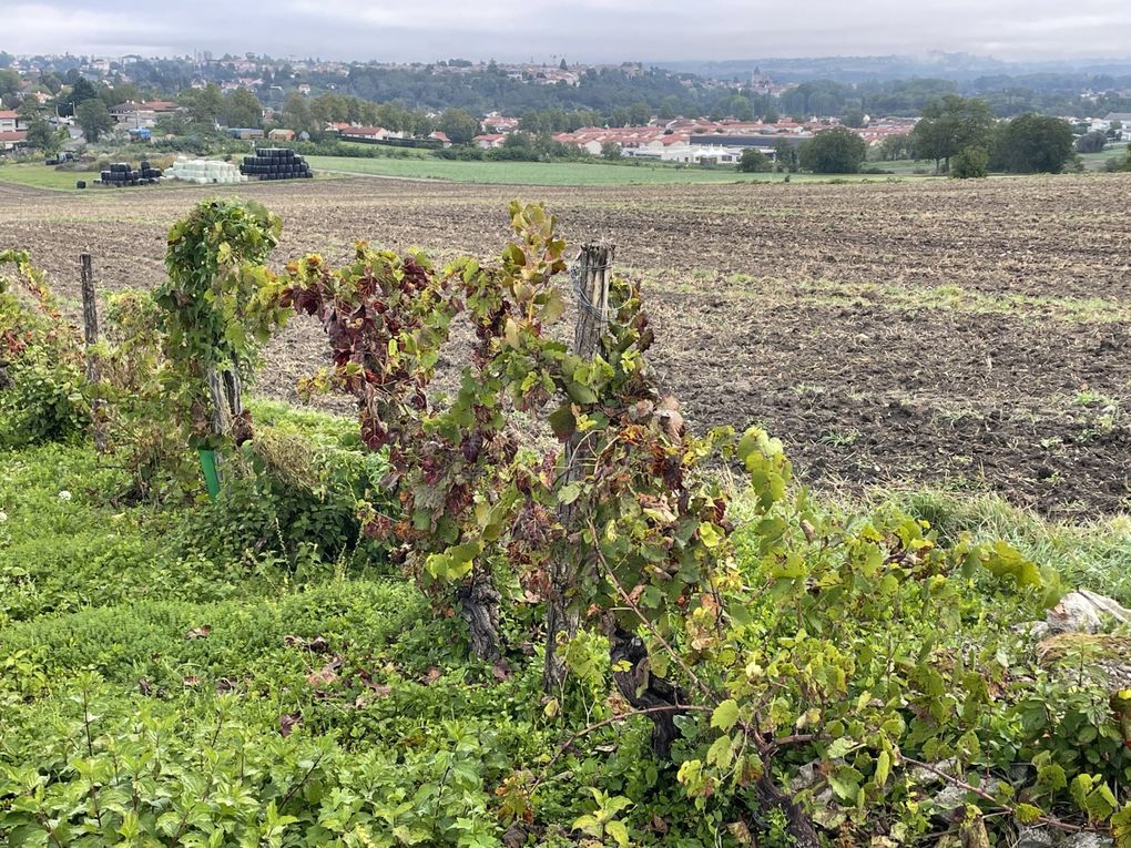 Vendredi 03 octobre 2025 sur un des balcons de ma ville  , en date du 29 sept 2025 et le vent était très froid , ça réveille de bon matin ... Je vous laisse contempler mon diaporama 