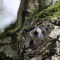 Mésange Nonnette observer dans le bois de Saint Cucufa (92)