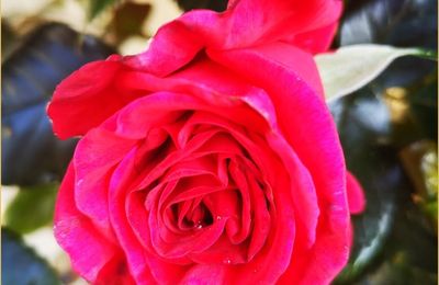 Mes fleurs du dimanche