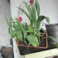 tulipes...