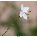 GAURA DE LINDHEIMER