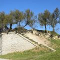 A Saint-Martin-de-Ré (Charente Maritime) le 18 avril 2017 (4)