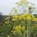 Isatis Tinctoria le pastel des teinturiers