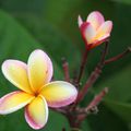 Cook Islands (Rarotonga et Aitutaki)