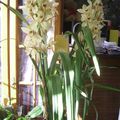 des nouvelles orchidées