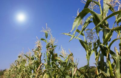 Le Conseil d'État a annulé jeudi l'interdiction de cultiver des OGM en France