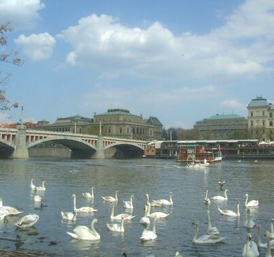 Oiseaux de Prague