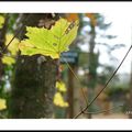 La feuille qui voulait...