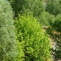 Arbres, pont Dauphine