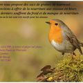 Graines de Tournesol