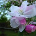 Les pommiers en fleurs