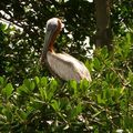 mangrove, en soirée les pélicans viennent s'abriter pour la nuit sur les palétuviers.