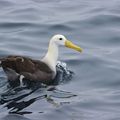 Albatros des Galapagos  (Poebesia irrorata, Waved albatros)