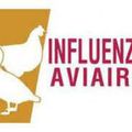 Grippe aviaire dans la faune sauvage dans l'Orne-Ménil-Erreux concerné