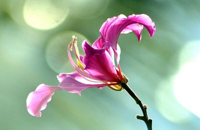 Bauhinia purpurea ... 