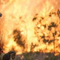 Incendies en Californie