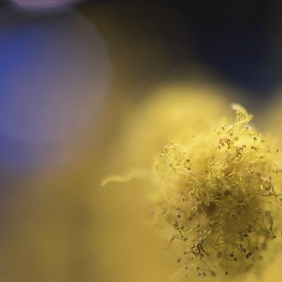 PROMENADE DANS UNE BRANCHE DE MIMOSA