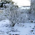 JARDIN sous la NEIGE