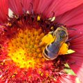 Une abeille très travailleuse