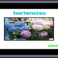 hortensias