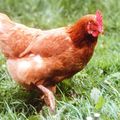 D'autres poules dans la musique