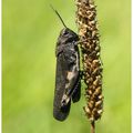 Oedipode stridulante : Psophus stridulus