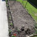 mon potager, j'ai semé 6 rangées de carottes ( Chantenay,et Nantaise)le reste plus tard !!