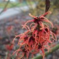 Hamamelis x intermedia 'Feuerzauber'