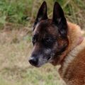 Berger Belge Malinois de 12 ans 