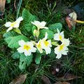 Fleurs du dimanche