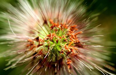 Les graminées en floraison , le pennisetum