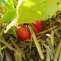 Des fruits pour le jardin