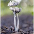 Fleur de mycélium
