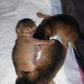 Faire part de Naissance de nos chatons abyssins 