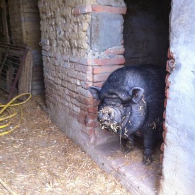 Syska se met au vert...