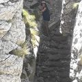 Font D'Urle le Puy de la Gagère