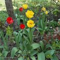 Les tulipes du jardin