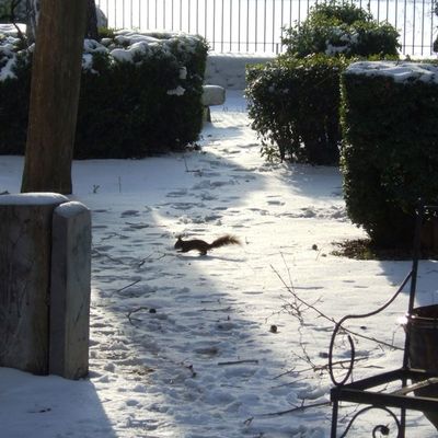 J'aime les voir se promener au petit matin