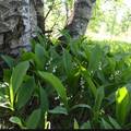 1er mai oblige.....à la cueillette de brins de  muguet.....une délicate décoration florale....