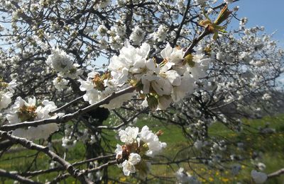 ballade au milieu des cerisiers en fleurs