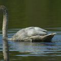 cygne tuberculé