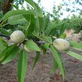 Una settimana pugliese ... la frutta