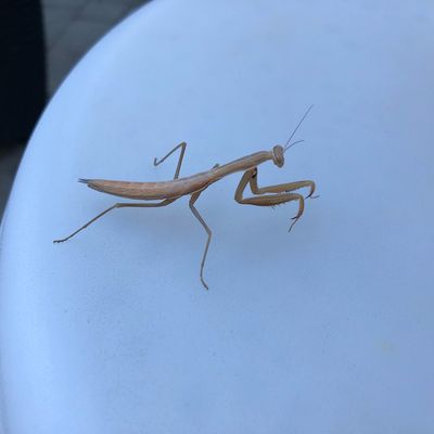 Jolies couleurs pour ces deux mantes religieuses ! 