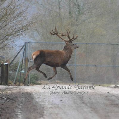 CHASSE DU 25 - 26 JANVIER 2014