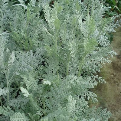 Les plantes qui aident le jardinier. Part 4/5