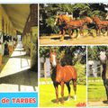 Tarbes: Les Haras de la ville...