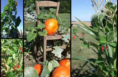 Des nouvelles du jardin