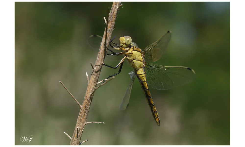 Orthétrum réticulé (libellule)
