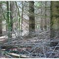 Dans les bois de Haute-Loire